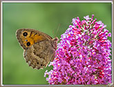 Myrtils